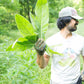 Comfrey Cozy - Mullein & Comfrey Salve