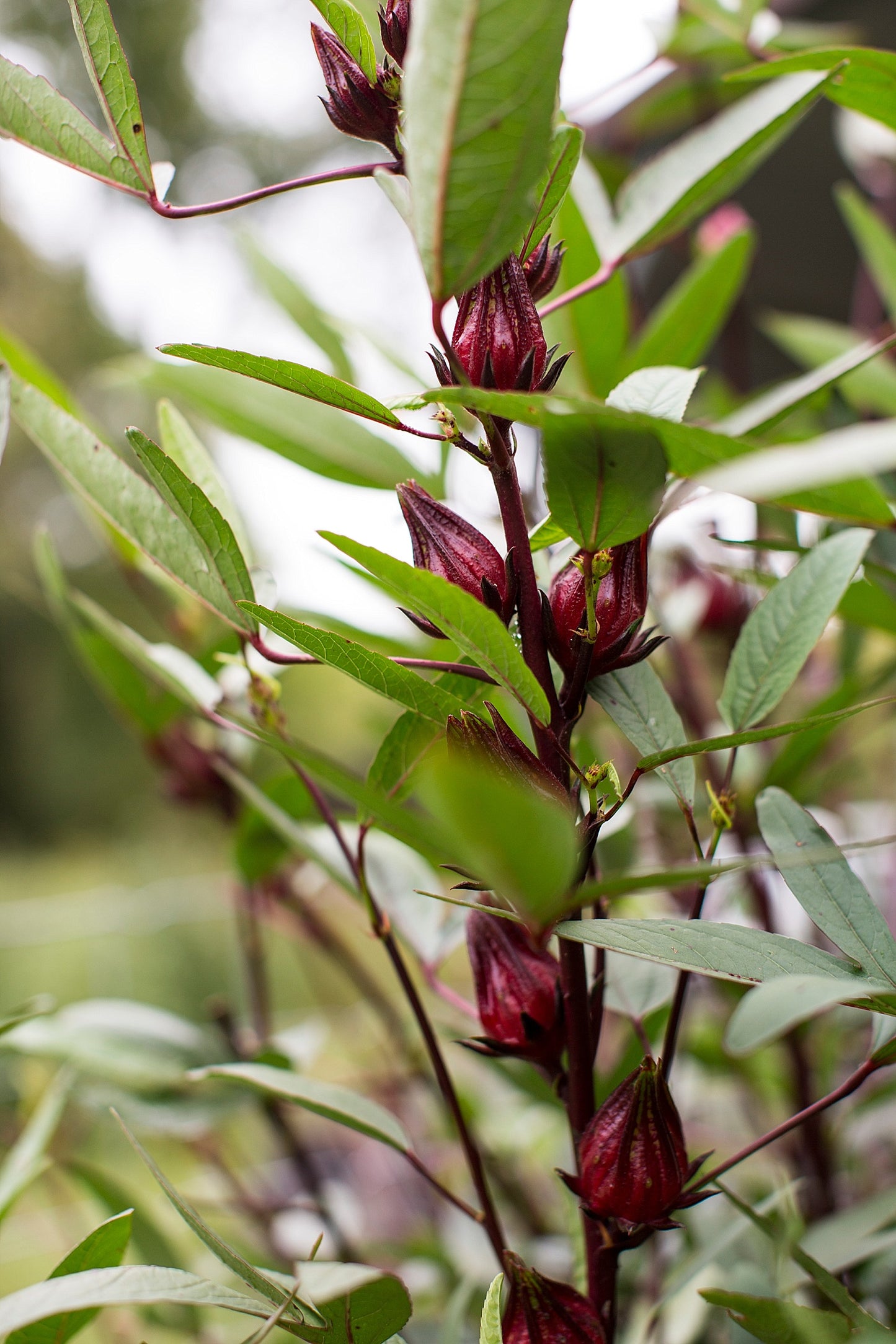 Hibiscus Pearl