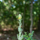 Garlic Mullein Ear Oil