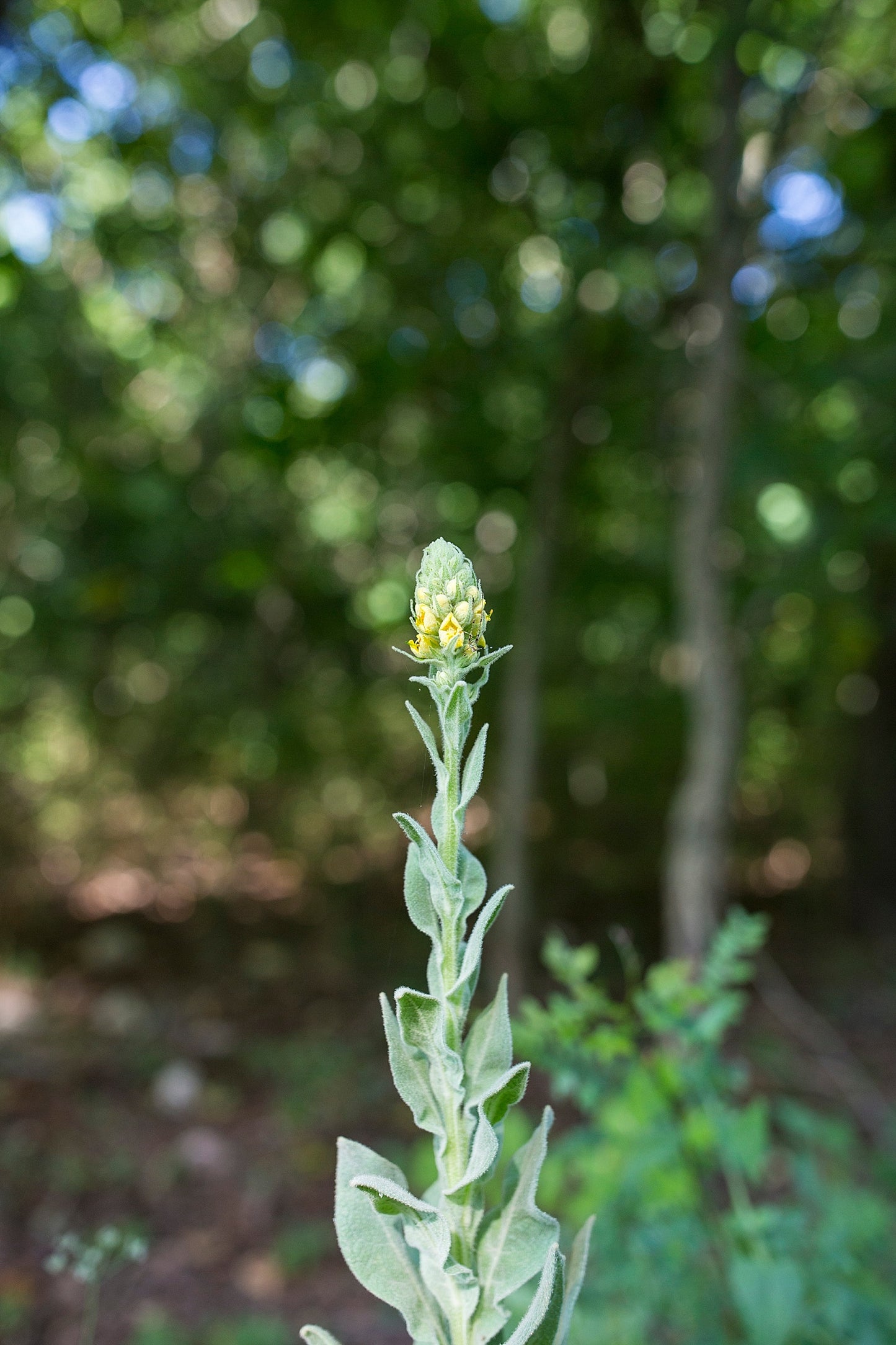 Garlic Mullein Ear Oil