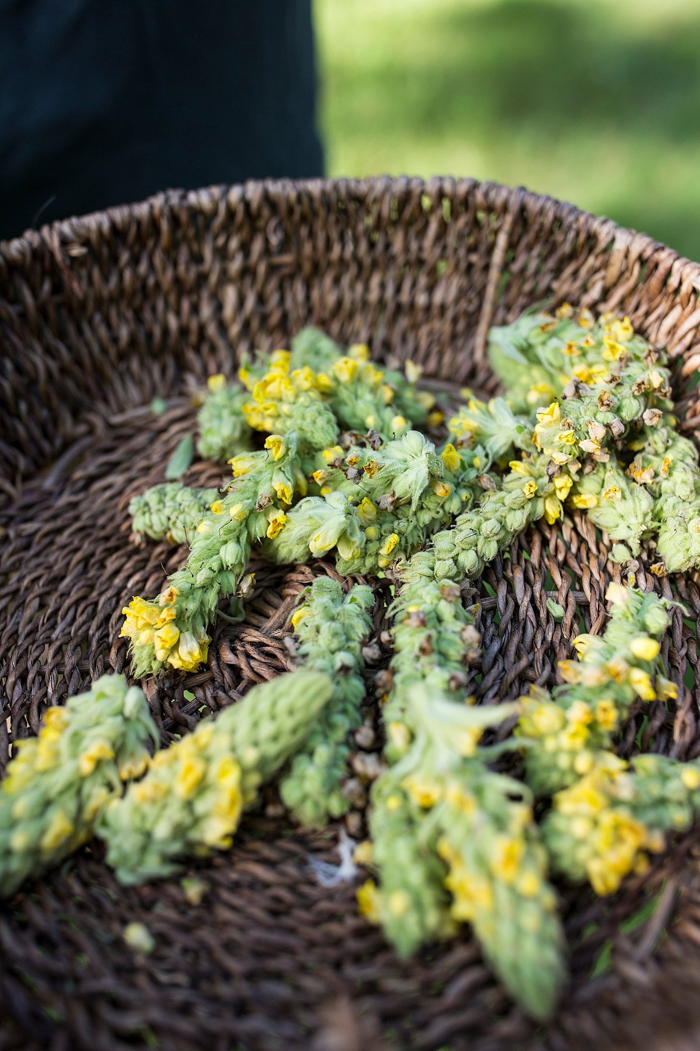 Garlic Mullein Ear Oil